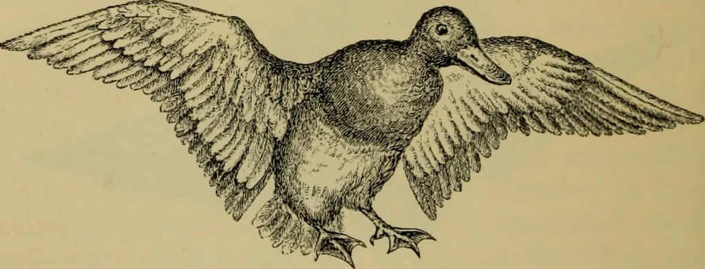 An illustration from Animal locomotion or walking, swimming, and flying : with a dissertation on aëronautics, 1873, leaf 227