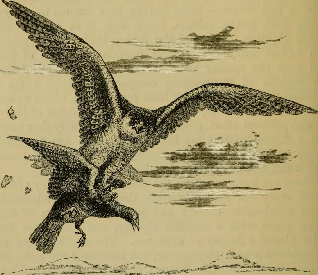 An illustration from Animal locomotion or walking, swimming, and flying : with a dissertation on aëronautics, 1873, leaf 229