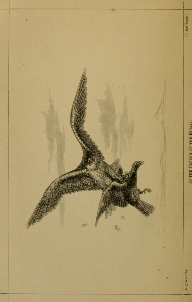 An illustration from Animal locomotion or walking, swimming, and flying : with a dissertation on aëronautics, 1873, leaf 23