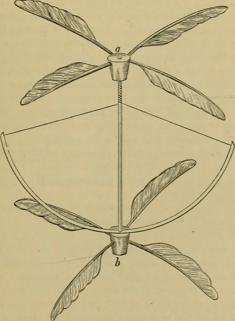 An illustration from Animal locomotion or walking, swimming, and flying : with a dissertation on aëronautics, 1873, leaf 240