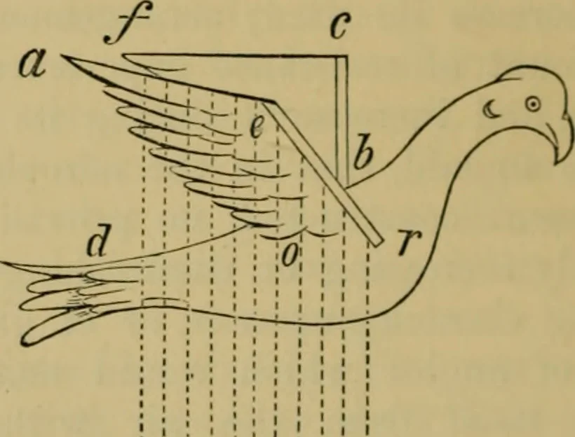 An illustration from Animal locomotion or walking, swimming, and flying : with a dissertation on aëronautics, 1873, leaf 245