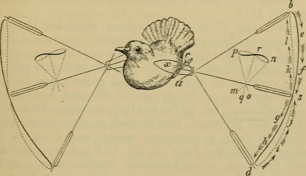 An illustration from Animal locomotion or walking, swimming, and flying : with a dissertation on aëronautics, 1873, leaf 256