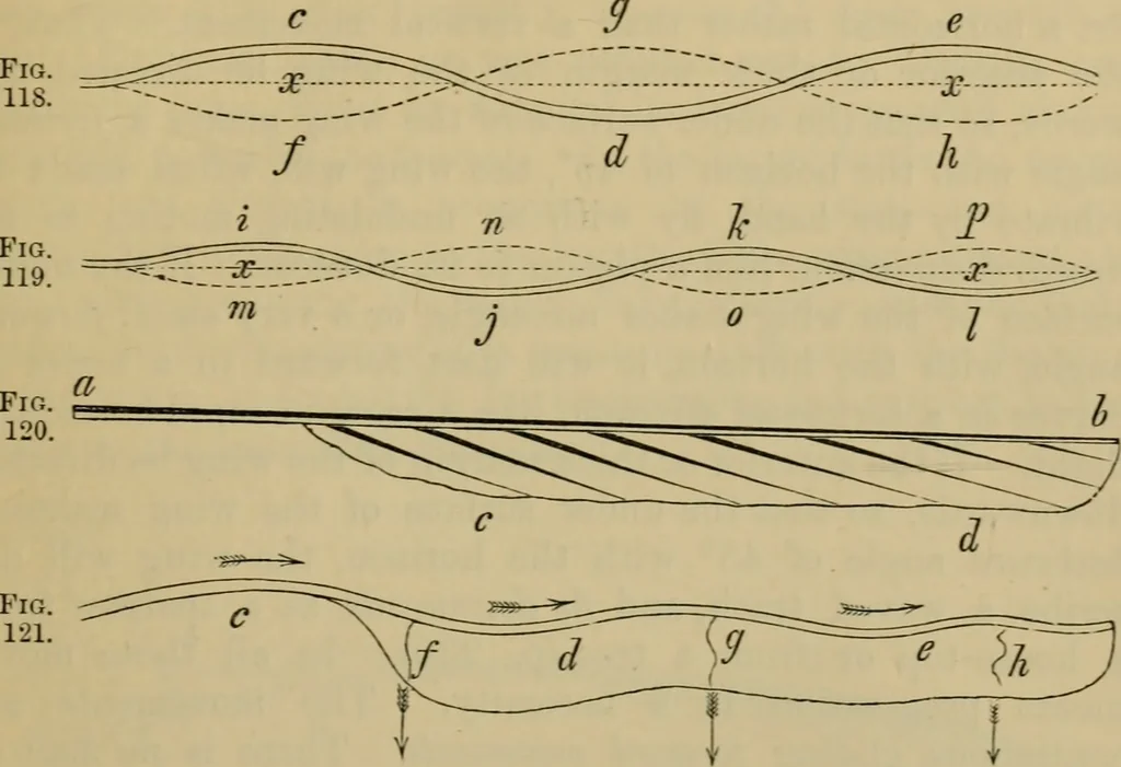 An illustration from Animal locomotion or walking, swimming, and flying : with a dissertation on aëronautics, 1873, leaf 262