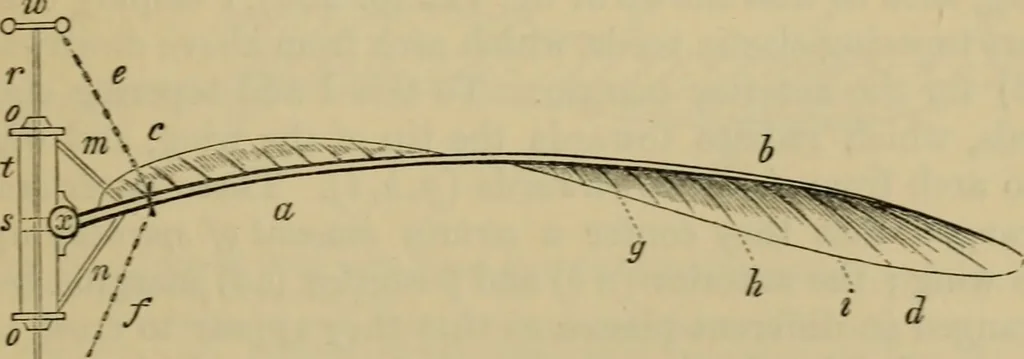 An illustration from Animal locomotion or walking, swimming, and flying : with a dissertation on aëronautics, 1873, leaf 264