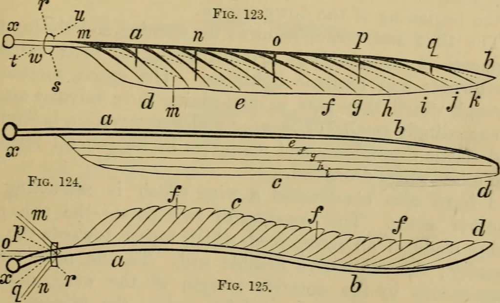 An illustration from Animal locomotion or walking, swimming, and flying : with a dissertation on aëronautics, 1873, leaf 266