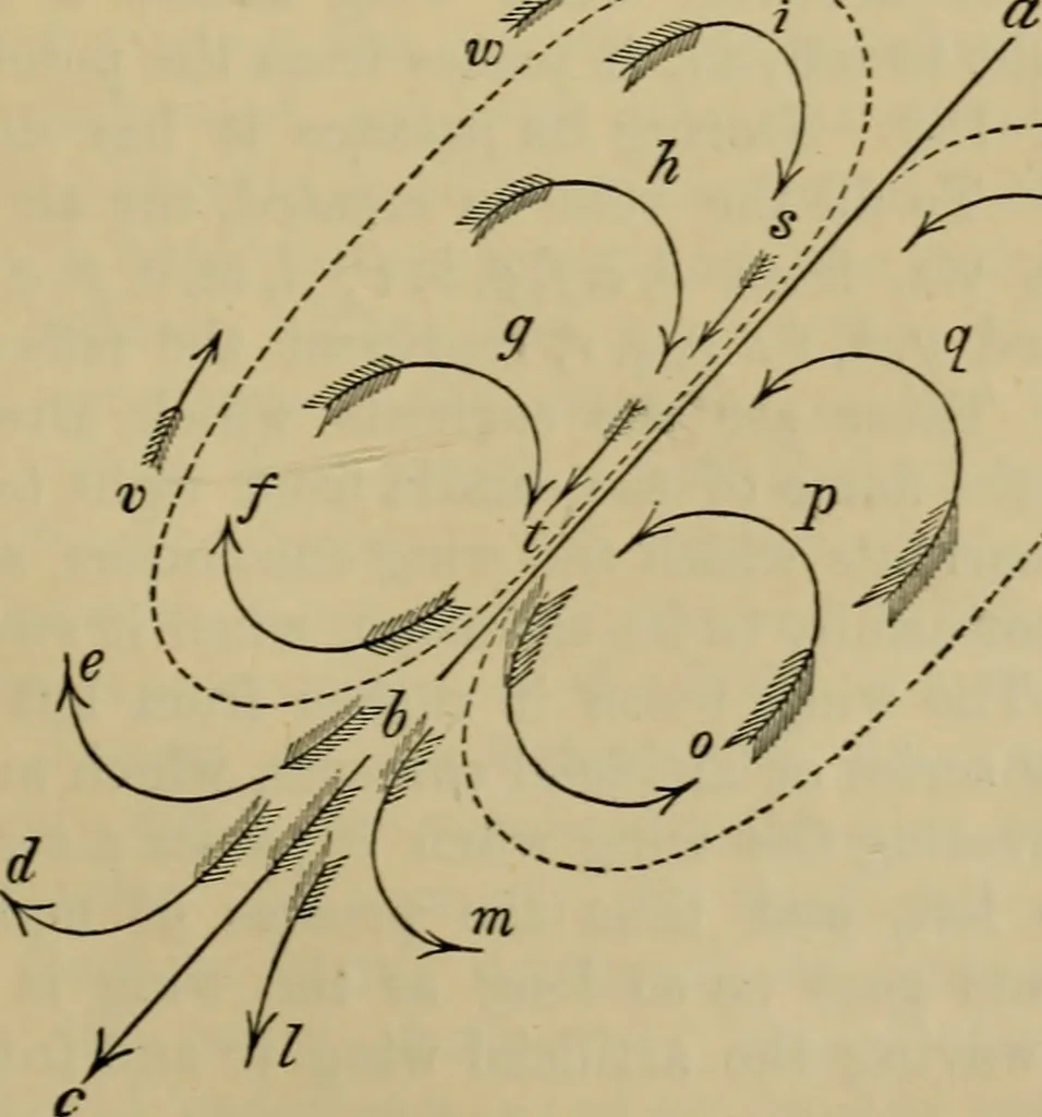 An illustration from Animal locomotion or walking, swimming, and flying : with a dissertation on aëronautics, 1873, leaf 278