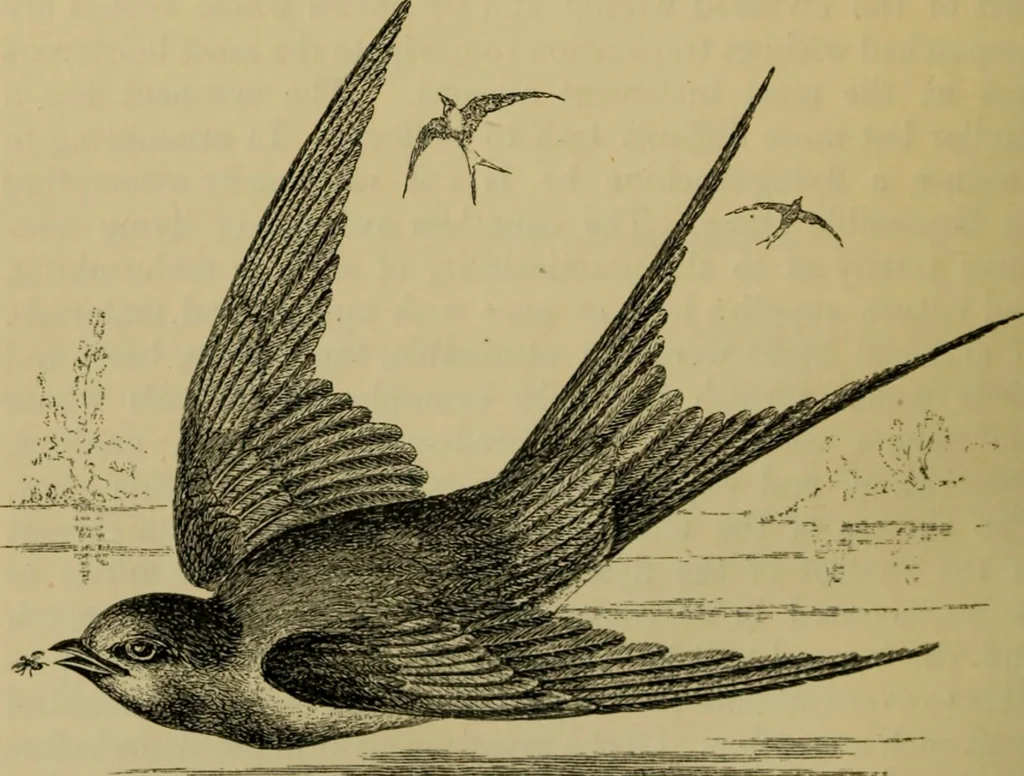 An illustration from Animal locomotion or walking, swimming, and flying : with a dissertation on aëronautics, 1873, leaf 285