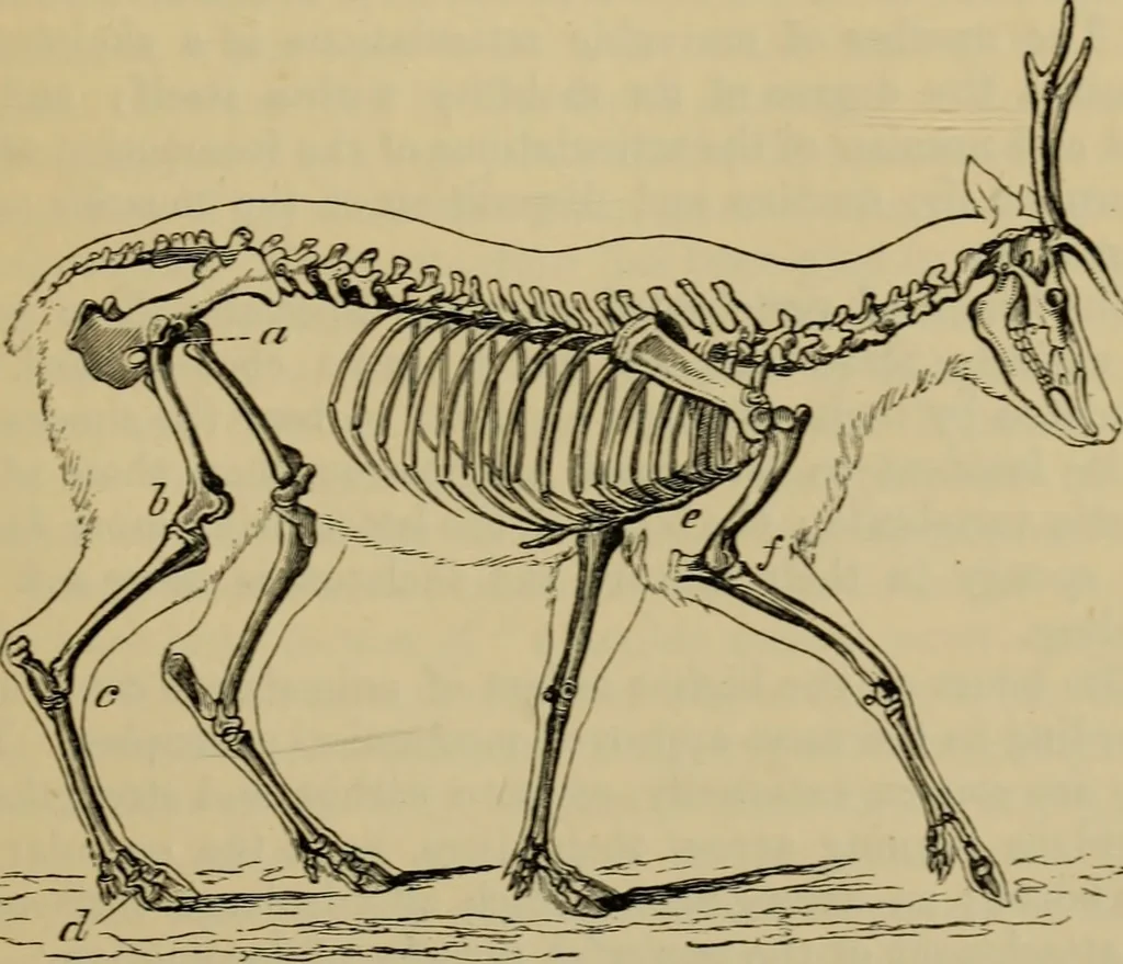 An illustration from Animal locomotion or walking, swimming, and flying : with a dissertation on aëronautics, 1873, leaf 44