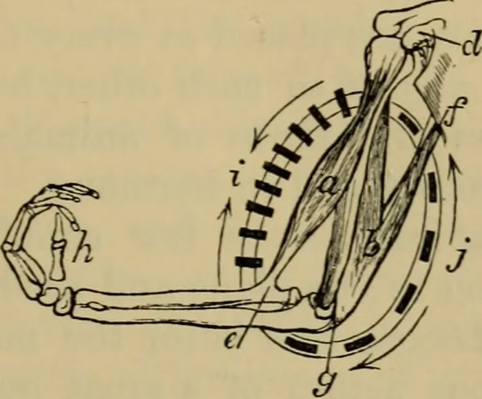 An illustration from Animal locomotion or walking, swimming, and flying : with a dissertation on aëronautics, 1873, leaf 48