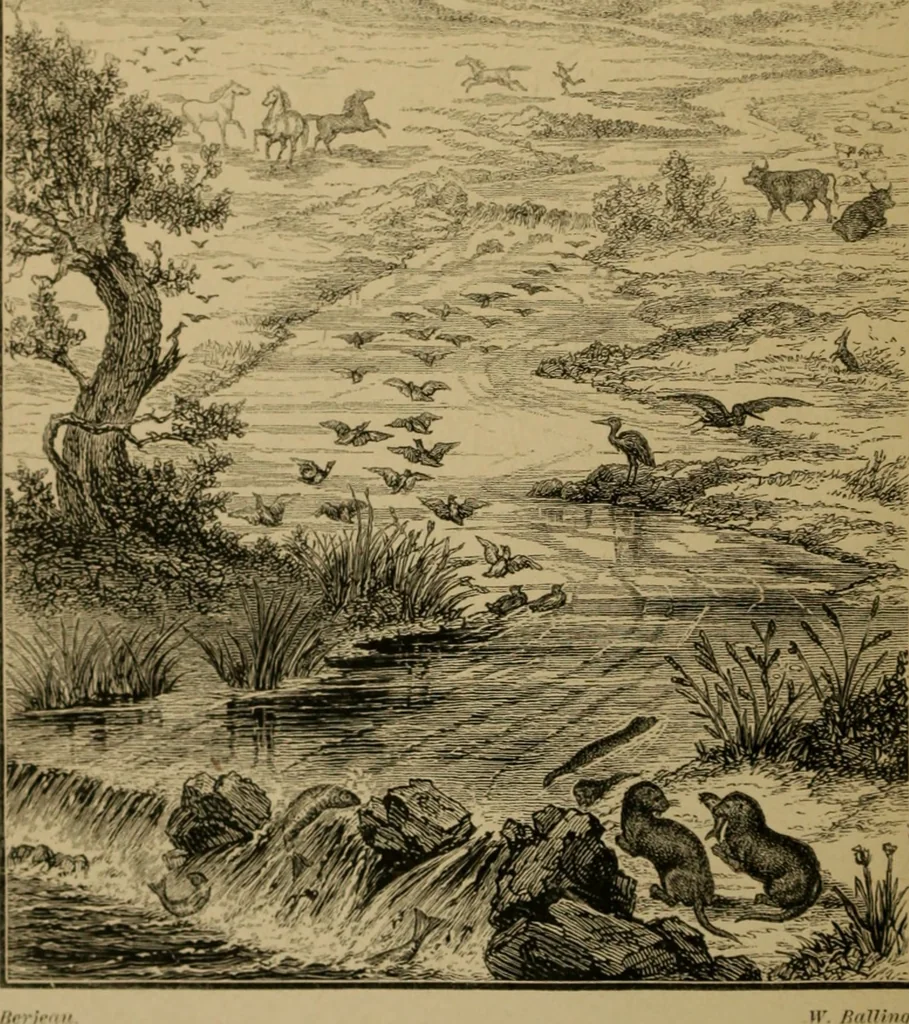 An illustration from Animal locomotion or walking, swimming, and flying : with a dissertation on aëronautics, 1873, leaf 5