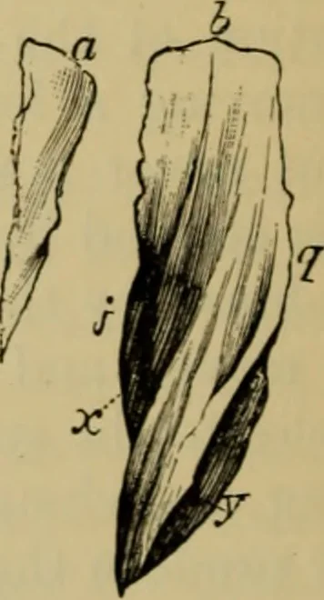 An illustration from Animal locomotion or walking, swimming, and flying : with a dissertation on aëronautics, 1873, leaf 51
