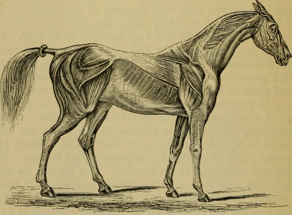 An illustration from Animal locomotion or walking, swimming, and flying : with a dissertation on aëronautics, 1873, leaf 53