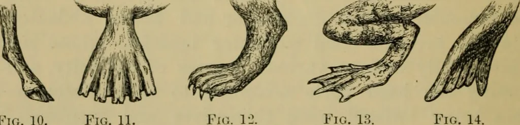 An illustration from Animal locomotion or walking, swimming, and flying : with a dissertation on aëronautics, 1873, leaf 57