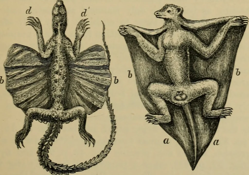 An illustration from Animal locomotion or walking, swimming, and flying : with a dissertation on aëronautics, 1873, leaf 58