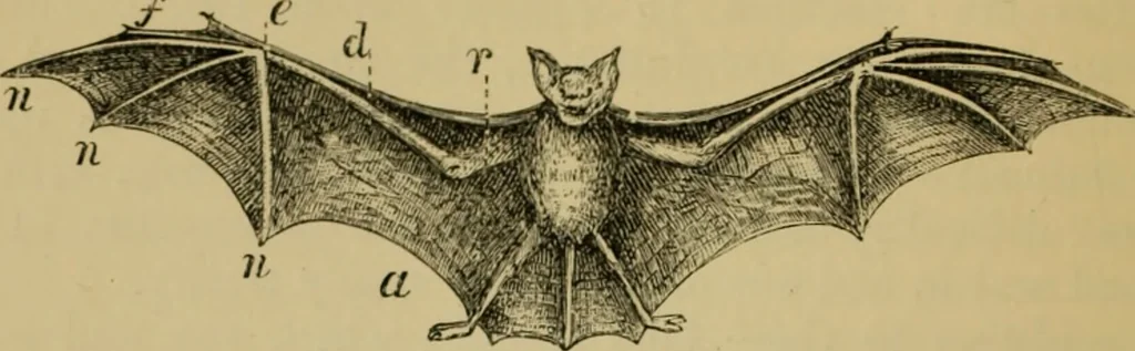 An illustration from Animal locomotion or walking, swimming, and flying : with a dissertation on aëronautics, 1873, leaf 59