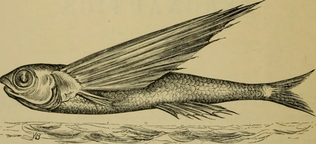 An illustration from Animal locomotion or walking, swimming, and flying : with a dissertation on aëronautics, 1873, leaf 7