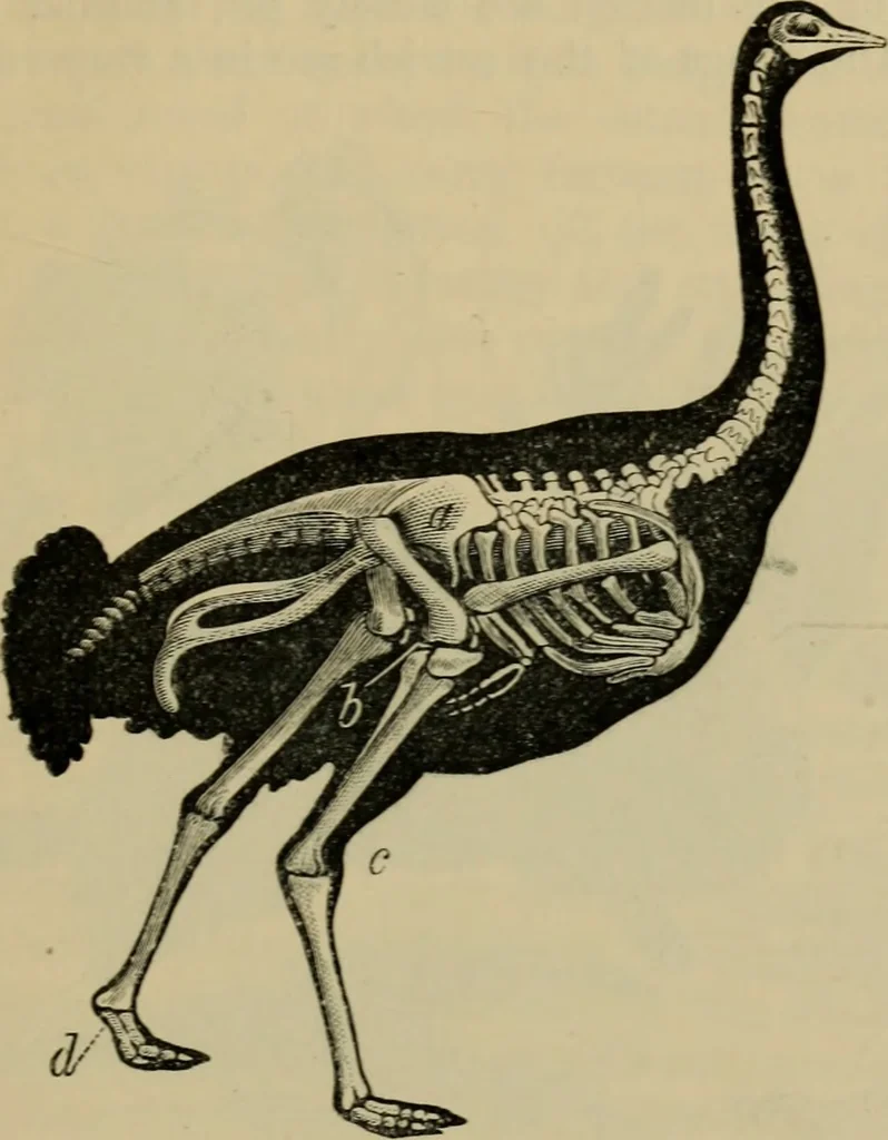 An illustration from Animal locomotion or walking, swimming, and flying : with a dissertation on aëronautics, 1873, leaf 70
