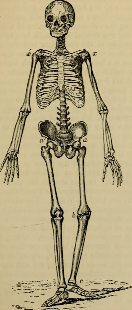 An illustration from Animal locomotion or walking, swimming, and flying : with a dissertation on aëronautics, 1873, leaf 78