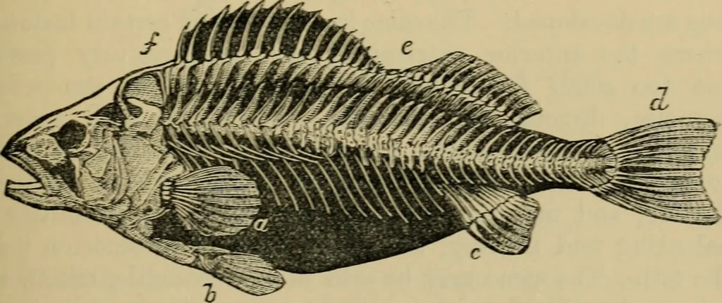 An illustration from Animal locomotion or walking, swimming, and flying : with a dissertation on aëronautics, 1873, leaf 88