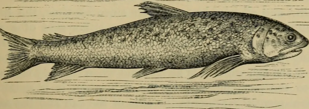 An illustration from Animal locomotion or walking, swimming, and flying : with a dissertation on aëronautics, 1873, leaf 88