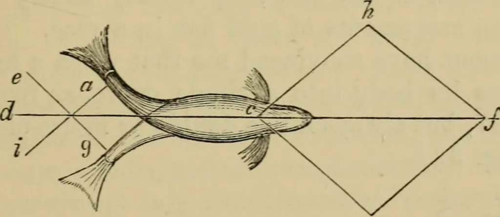 An illustration from Animal locomotion or walking, swimming, and flying : with a dissertation on aëronautics, 1873, leaf 90