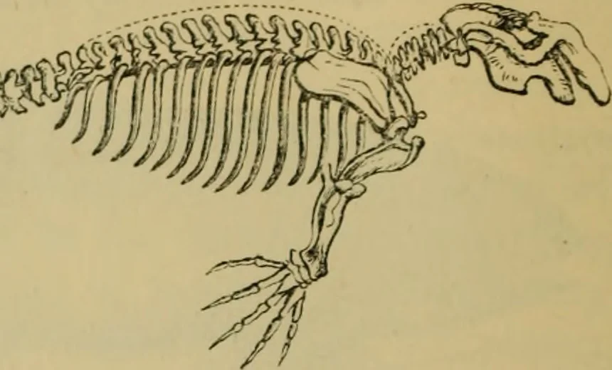 An illustration from Animal locomotion or walking, swimming, and flying : with a dissertation on aëronautics, 1873, leaf 97
