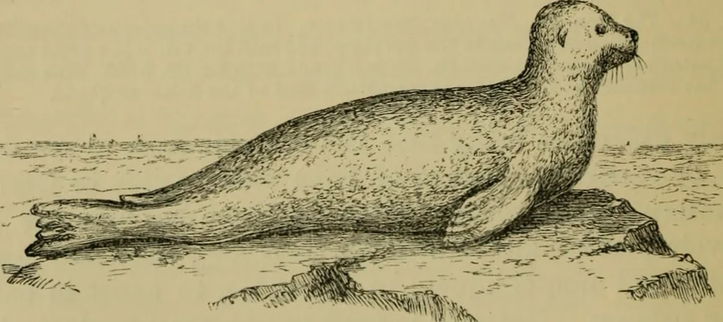 An illustration from Animal locomotion or walking, swimming, and flying : with a dissertation on aëronautics, 1873, leaf 97