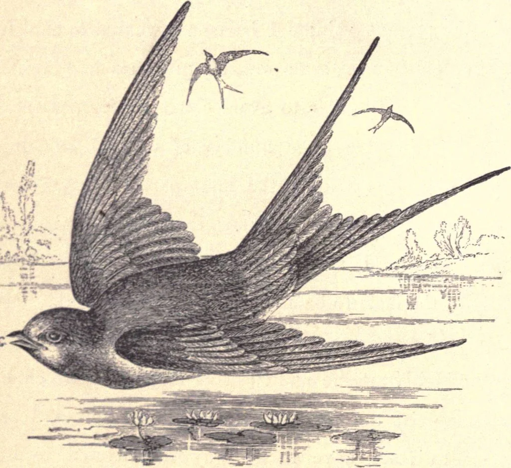 An illustration from Animal locomotion, or Walking, swimming, and flying, with a dissertation on aëronautics, 1874, leaf 11