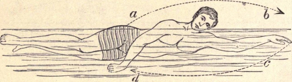 An illustration from Animal locomotion, or Walking, swimming, and flying, with a dissertation on aëronautics, 1874, leaf 111