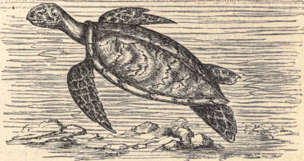 An illustration from Animal locomotion, or Walking, swimming, and flying, with a dissertation on aëronautics, 1874, leaf 114
