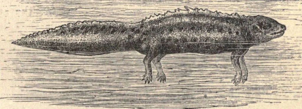 An illustration from Animal locomotion, or Walking, swimming, and flying, with a dissertation on aëronautics, 1874, leaf 114