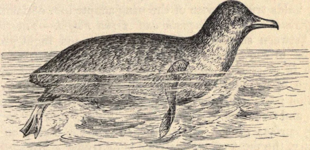 An illustration from Animal locomotion, or Walking, swimming, and flying, with a dissertation on aëronautics, 1874, leaf 116