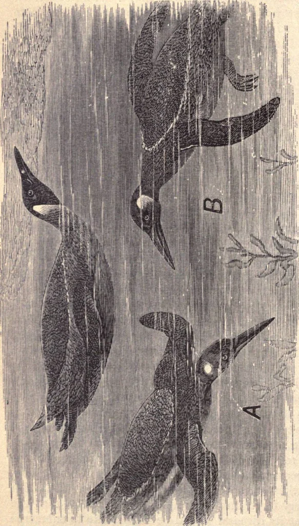 An illustration from Animal locomotion, or Walking, swimming, and flying, with a dissertation on aëronautics, 1874, leaf 119
