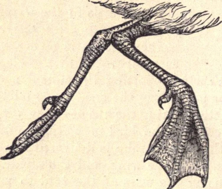 An illustration from Animal locomotion, or Walking, swimming, and flying, with a dissertation on aëronautics, 1874, leaf 121