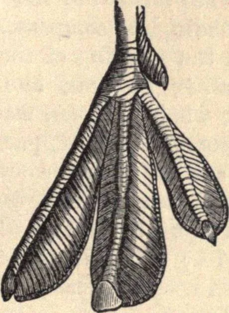 An illustration from Animal locomotion, or Walking, swimming, and flying, with a dissertation on aëronautics, 1874, leaf 122