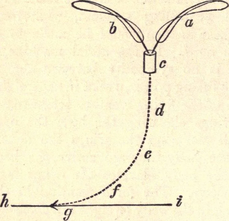 An illustration from Animal locomotion, or Walking, swimming, and flying, with a dissertation on aëronautics, 1874, leaf 137