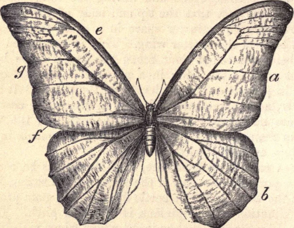 An illustration from Animal locomotion, or Walking, swimming, and flying, with a dissertation on aëronautics, 1874, leaf 149