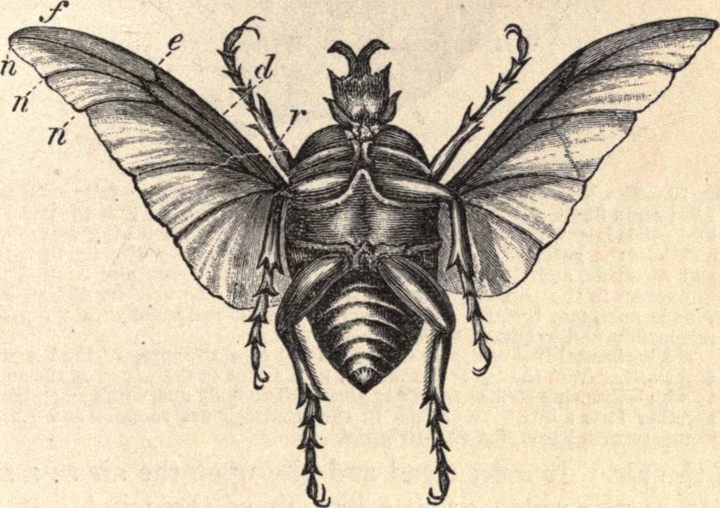 An illustration from Animal locomotion, or Walking, swimming, and flying, with a dissertation on aëronautics, 1874, leaf 150