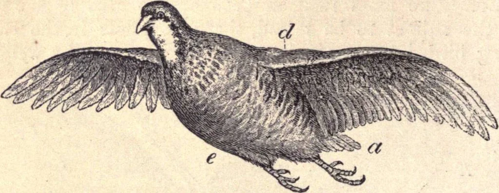 An illustration from Animal locomotion, or Walking, swimming, and flying, with a dissertation on aëronautics, 1874, leaf 151