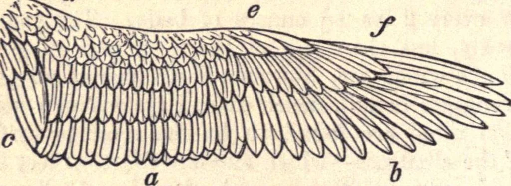 An illustration from Animal locomotion, or Walking, swimming, and flying, with a dissertation on aëronautics, 1874, leaf 161