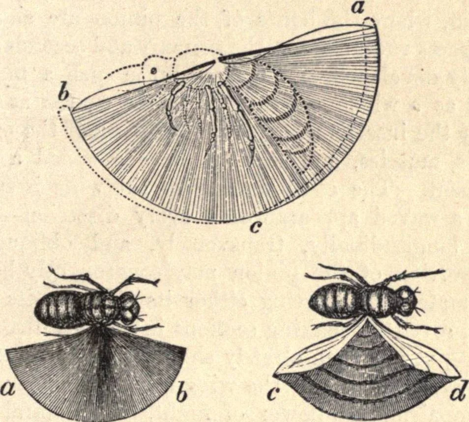 An illustration from Animal locomotion, or Walking, swimming, and flying, with a dissertation on aëronautics, 1874, leaf 164