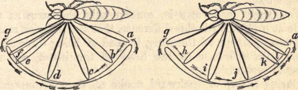 An illustration from Animal locomotion, or Walking, swimming, and flying, with a dissertation on aëronautics, 1874, leaf 166