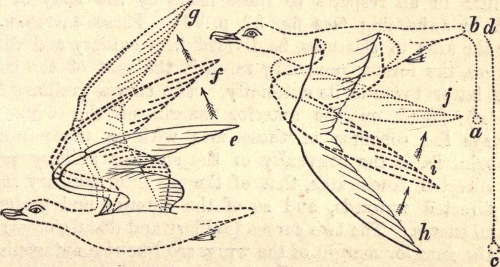 An illustration from Animal locomotion, or Walking, swimming, and flying, with a dissertation on aëronautics, 1874, leaf 170