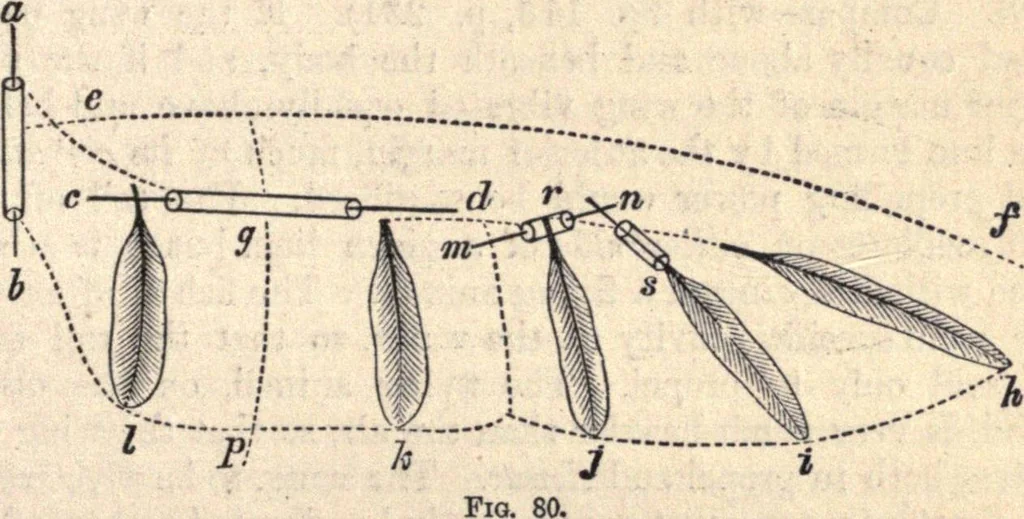 An illustration from Animal locomotion, or Walking, swimming, and flying, with a dissertation on aëronautics, 1874, leaf 174