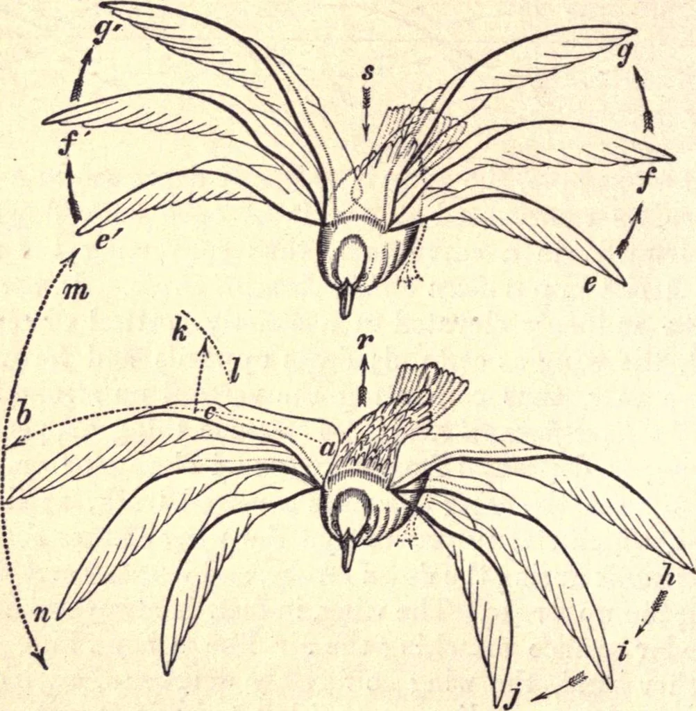 An illustration from Animal locomotion, or Walking, swimming, and flying, with a dissertation on aëronautics, 1874, leaf 183