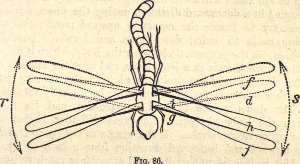 An illustration from Animal locomotion, or Walking, swimming, and flying, with a dissertation on aëronautics, 1874, leaf 186