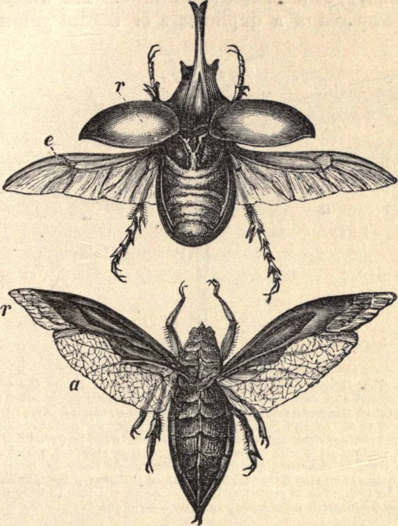 An illustration from Animal locomotion, or Walking, swimming, and flying, with a dissertation on aëronautics, 1874, leaf 196