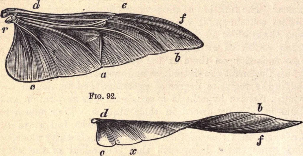 An illustration from Animal locomotion, or Walking, swimming, and flying, with a dissertation on aëronautics, 1874, leaf 199