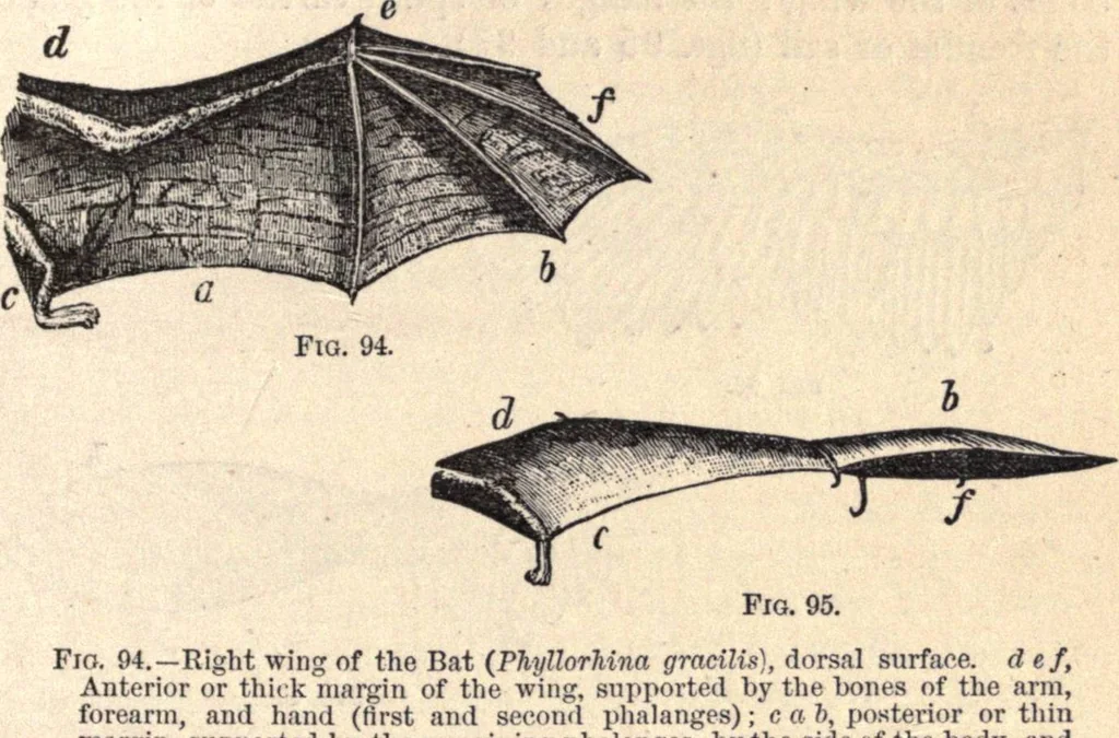 An illustration from Animal locomotion, or Walking, swimming, and flying, with a dissertation on aëronautics, 1874, leaf 200
