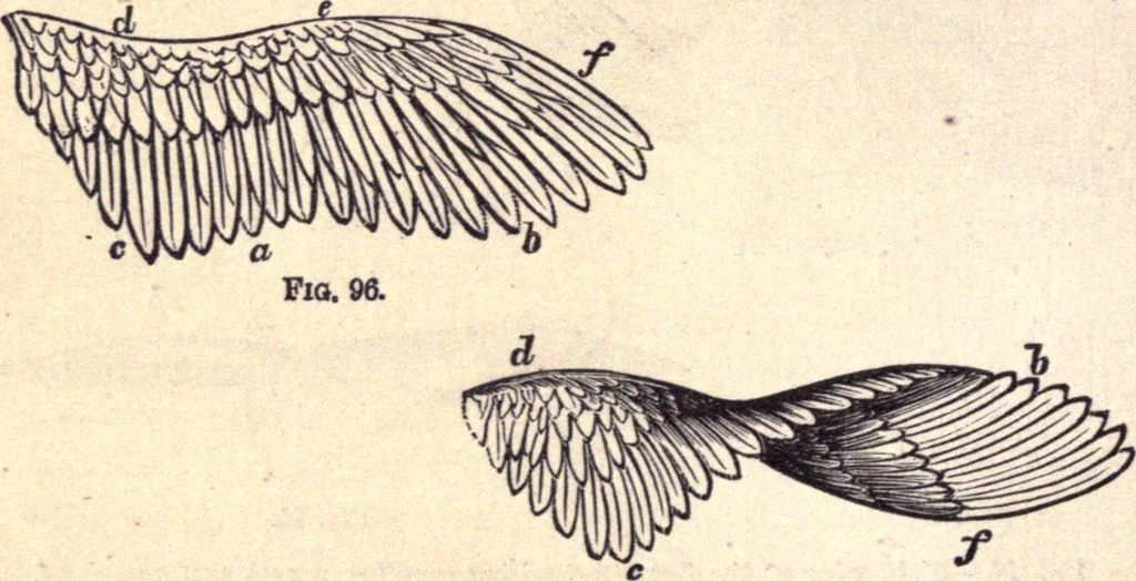An illustration from Animal locomotion, or Walking, swimming, and flying, with a dissertation on aëronautics, 1874, leaf 201